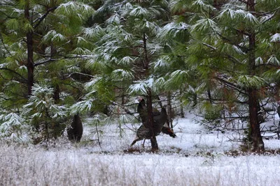 DSC_0837 (Large).JPG